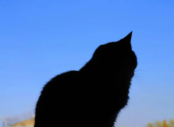 Silhouette Cat Blue Background — Stock Photo, Image