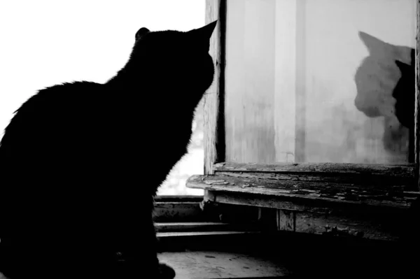 Силуэт Элегантного Кота Окне — стоковое фото