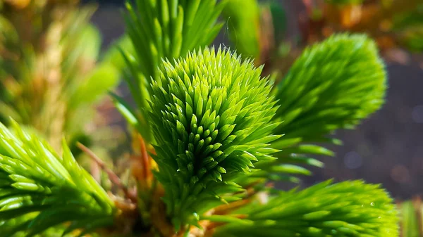 Sibirische Fichte Junger Weihnachtsbaum — Stockfoto