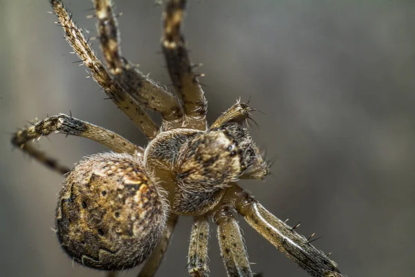 Pavouk Vytvoří Pavučinu Připraví Lov — Stock fotografie