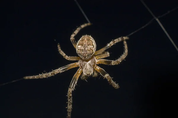 Spider Gör Ett Nät Och Förbereder Sig För Jakten — Stockfoto