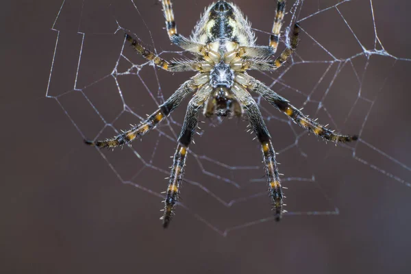 Spider Gör Ett Nät Och Förbereder Sig För Jakten — Stockfoto