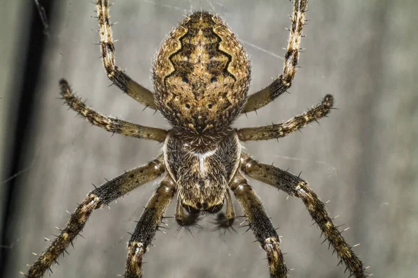 Spider Gör Ett Nät Och Förbereder Sig För Jakten — Stockfoto