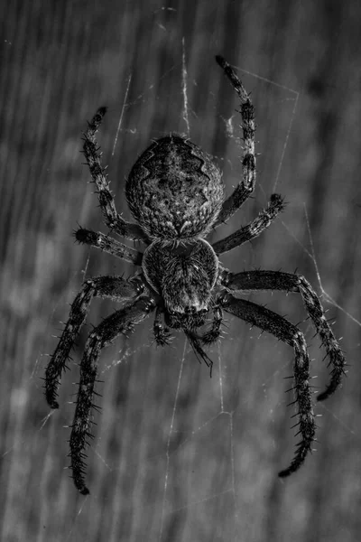 Spider Fait Une Toile Prépare Pour Chasse — Photo