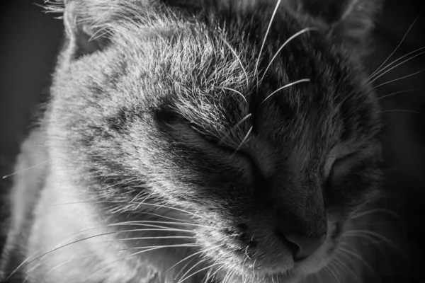 Тайська Чистокровна Кішка Портрет Пет — стокове фото