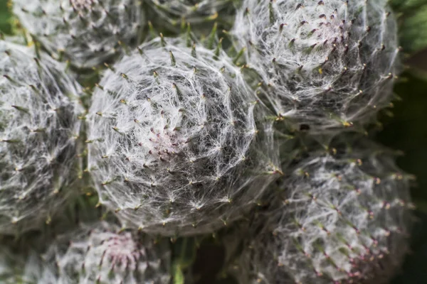 Závod Suchý Zip Burdock Makru — Stock fotografie