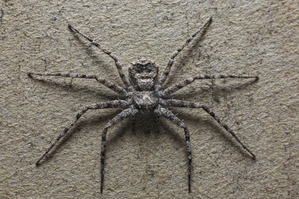 生活在马达加斯加岛上的毒蜘蛛达尔文 免版税图库照片