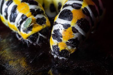 Büyük tırtıl. Macro dünyası. Hayvanlar ve bitkiler.