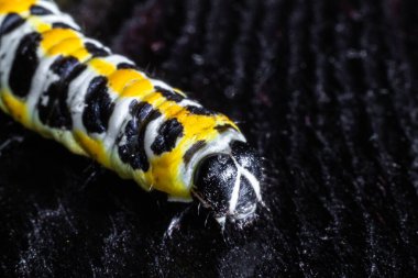 Büyük tırtıl. Macro dünyası. Hayvanlar ve bitkiler.