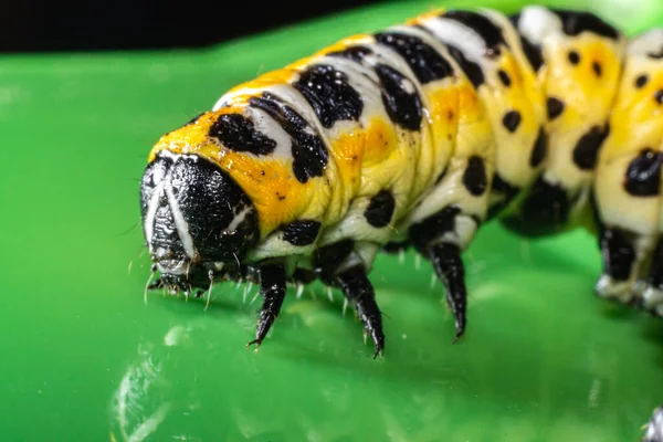 大きな冬虫夏草 マクロ世界 動植物 — ストック写真