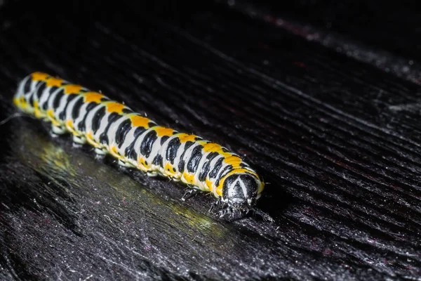 Large Caterpillar Macro World Fauna Flora — Stock Photo, Image