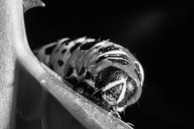 Büyük tırtıl. Macro dünyası. Hayvanlar ve bitkiler.