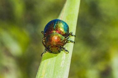 Islak Böcek. Macro dünyası. Hayvanlar ve bitkiler.