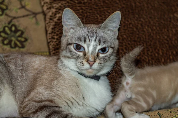 Kat Met Haar Kittens Bank — Stockfoto