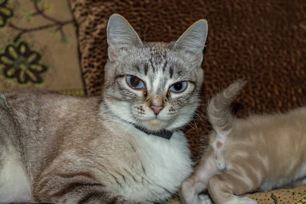 猫和她的猫在沙发上 — 图库照片