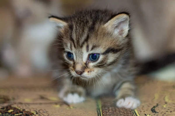 Кіт Кошенятами Дивані — стокове фото
