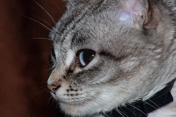 Кот Котятами Диване — стоковое фото