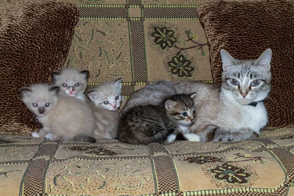 Gato Com Seus Gatinhos Sofá — Fotografia de Stock