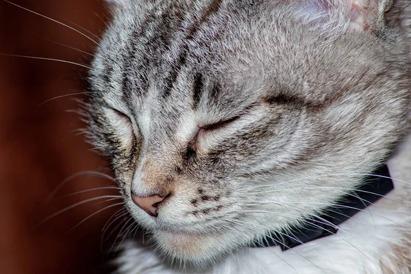 Katt Med Kattungarna Soffan — Stockfoto