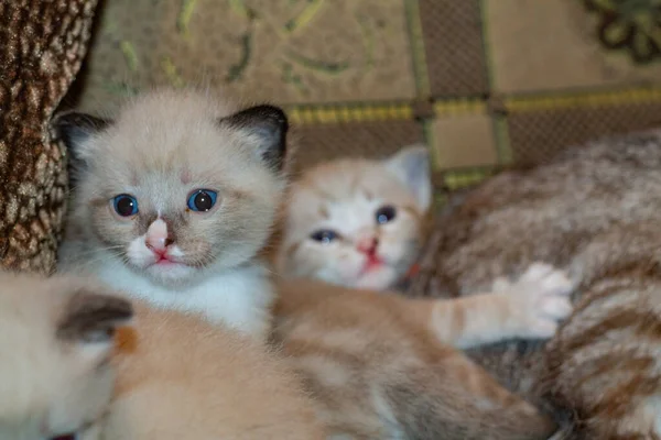 Kat Met Haar Kittens Bank — Stockfoto
