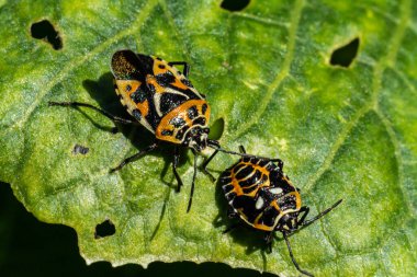 Turuncu-siyah böcek. Yeşil yiyici