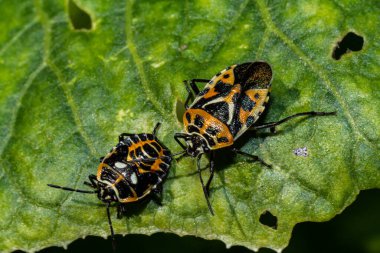 Turuncu-siyah böcek. Yeşil yiyici
