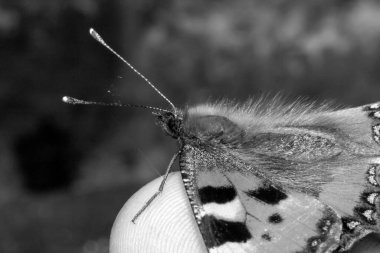 Dişi elinde güzel bir kelebek