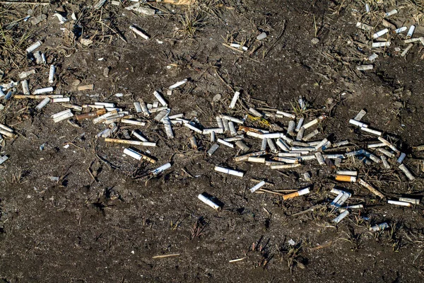 Pollution of nature. Cigarette butts on the ground