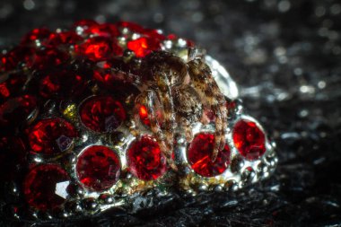 Örümcek makroda mücevhere oturur.