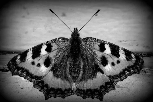 Mais Famoso Inseto Lepidoptera Borboleta — Fotografia de Stock