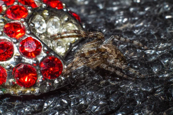 Spider Κάθεται Κοσμήματα Μακροεντολή — Φωτογραφία Αρχείου