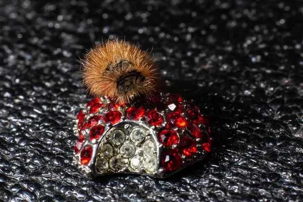 Caterpillar Sur Les Bijoux Pierres Précieuses Rouges — Photo