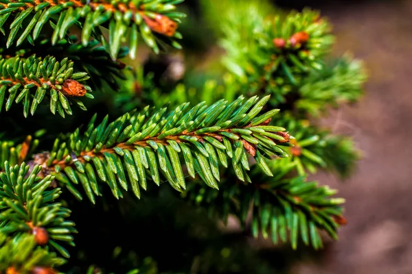 Young Spruce Branches Cones — Stock Photo, Image
