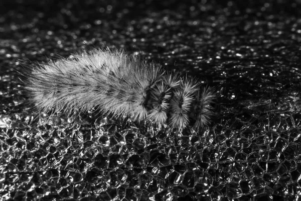 Chenille Sur Fond Noir Gros Plan Sur Les Insectes — Photo