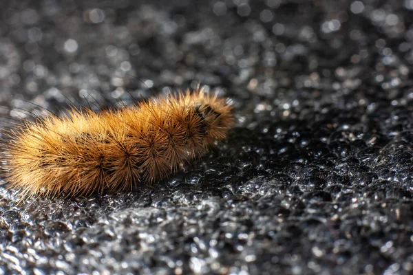 Chenille Sur Fond Noir Gros Plan Sur Les Insectes — Photo