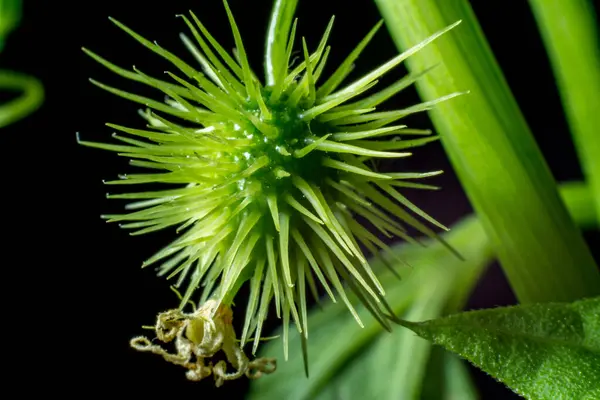 Una Planta Redonda Con Espinas Flora Del Planeta Tierra — Foto de Stock