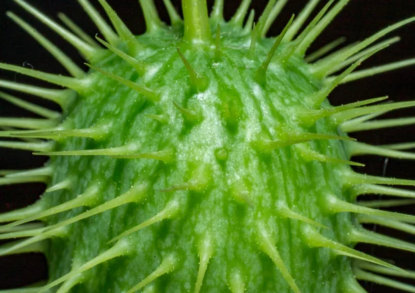 とげのある丸い植物 地球の植物 — ストック写真