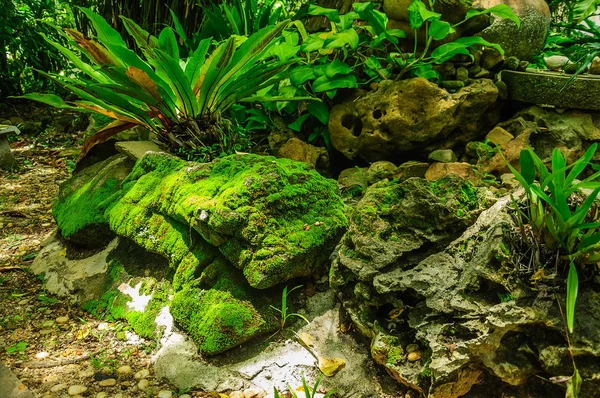 Yeşil yosun Asplenium nidus bitki ile taş