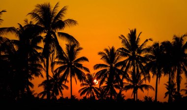 Sahilde gün batımlı hindistan cevizi palmiyeleri. 