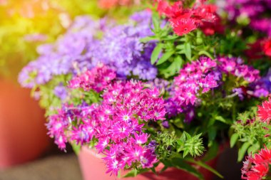 Plastik tencerede güzel çiçekler, Dekorasyon ev geliştirme