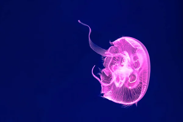 Vackra Maneter Medusa Neonljus Havsdjur Undervattensliv Havets Maneter — Stockfoto