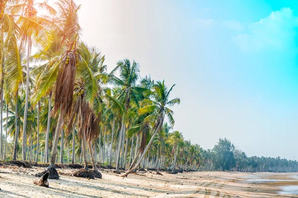 Hindistan cevizi palmiyeli tropik plaj. Koh Chang, Tayland
