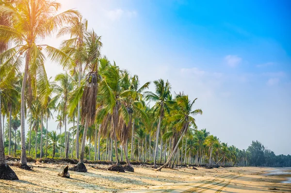 Tropical Beach Coconut Palm Trees — Stock Photo, Image