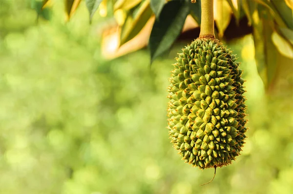 Taze durian ağaç üzerinde Durians meyve kralısın ve uygun koşullarda yetiştirilir