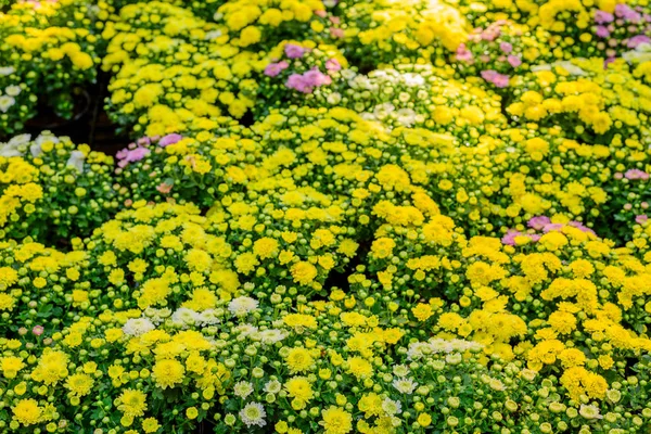 Chrysanthemums, sometimes called mums or chrysanths, are floweri — Stock Photo, Image
