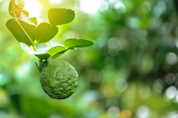 Bahçesinde yeşil yaprakları olan turunçgiller, sebzeler ilaç malzemeleri, kaffir limonu.