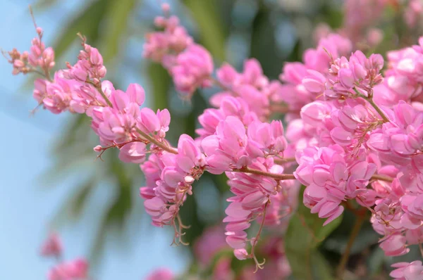 Taze ve tatlı oryantal çiçekler, bilimsel isimli Meksikalı sarmaşık, poligonaceae, antigonon leptopot kancası..