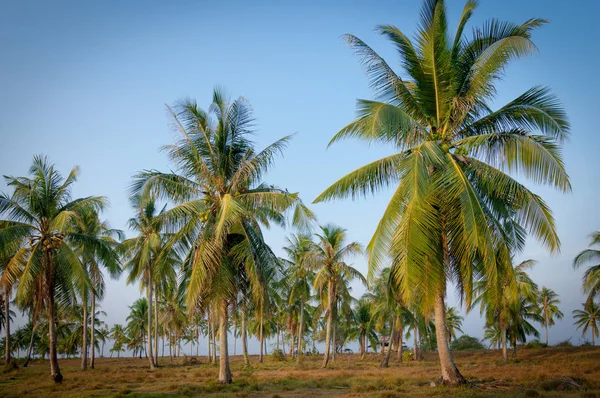 Coconut Palm Trees Side Tropical Beach Blue Sky — Stock Photo, Image