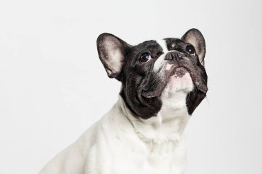 Beyaz arka plana bakan bir Fransız Bulldog 'un yakın çekimi.