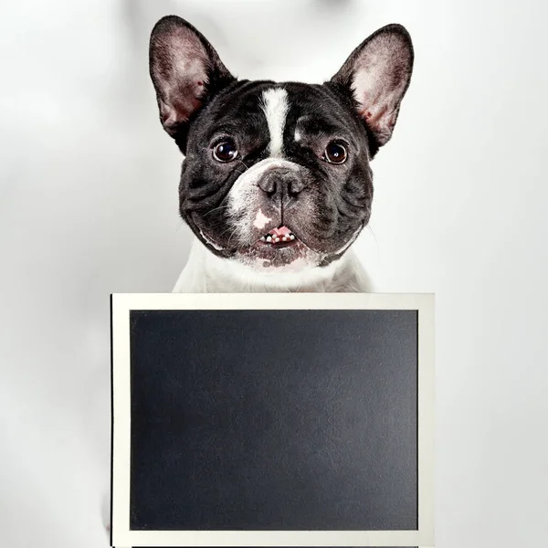 French bulldog dog funny in love on valentines day with a placard. White background. Space for text.